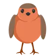 Robin